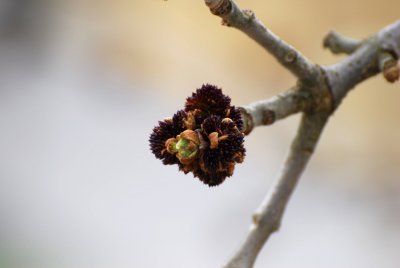 Fraxinus pennsylvanica 'Aucubifolia' - jasan pensylvánský